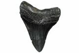 Fossil Megalodon Tooth - South Carolina #299427-1